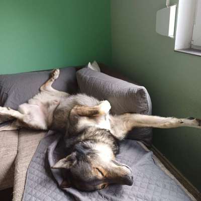 Freddys Kummerkasten-Beitrag-Bild