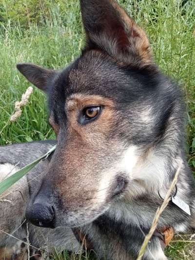 Hunde Porträt (Portrait) Galerie....-Beitrag-Bild