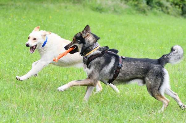 Dein Hund im Dogorama-Kalender 2021-Beitrag-Bild