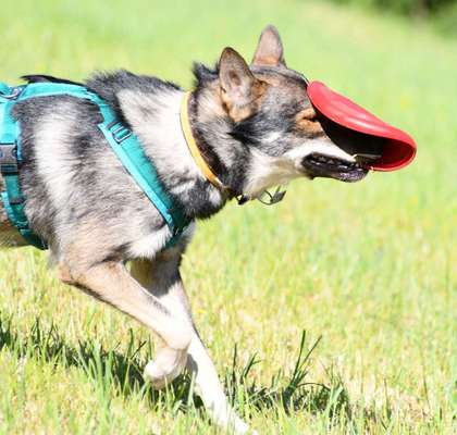 Dein Hund im Dogorama-Kalender 2021-Beitrag-Bild