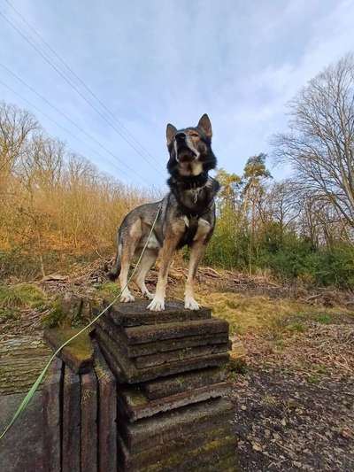 Nicht ganz alltägliche Hundenamen.
Wie kreativ wart ihr?-Beitrag-Bild