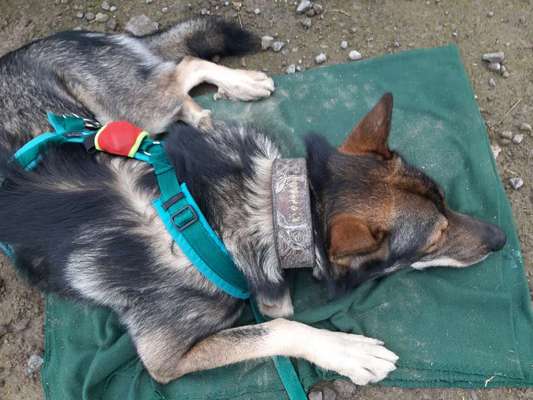 Welpe beißt...-Beitrag-Bild