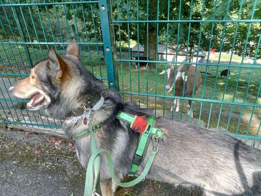 Freddys Kummerkasten-Beitrag-Bild