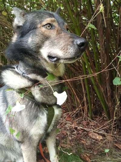 Freddys Kummerkasten-Beitrag-Bild