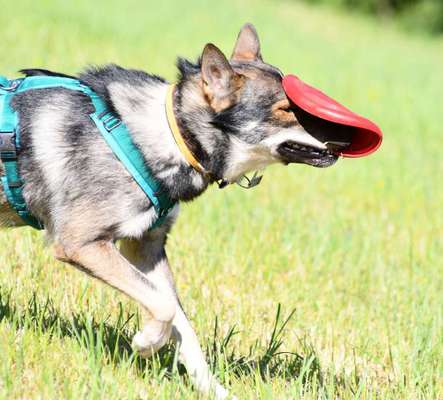 Hunde Memes-Beitrag-Bild