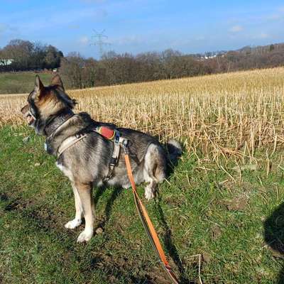 Leine gesucht-Beitrag-Bild