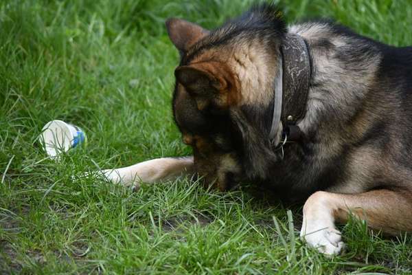 Freddys Kummerkasten-Beitrag-Bild