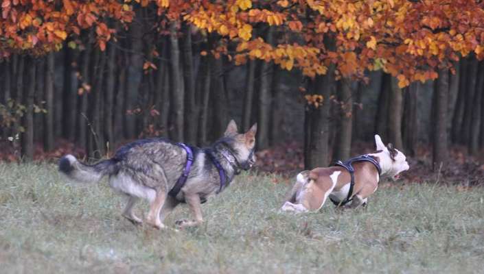 Dein Hund im Dogorama-Kalender 2021-Beitrag-Bild