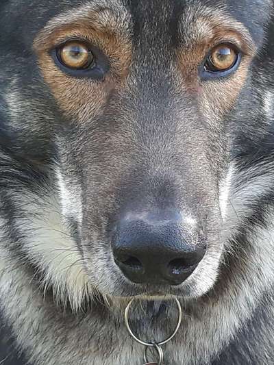 Qualzucht-Beitrag-Bild