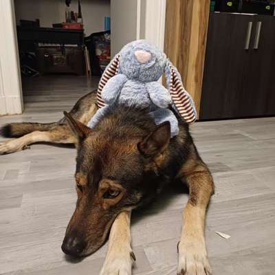 Freddys Kummerkasten-Beitrag-Bild