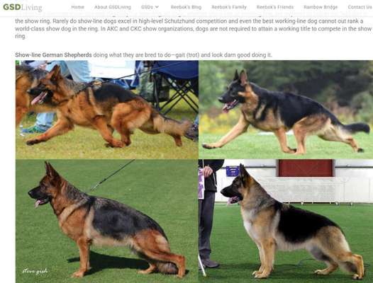 Qualzucht - Warum Aufklärung alleine nicht reicht-Beitrag-Bild