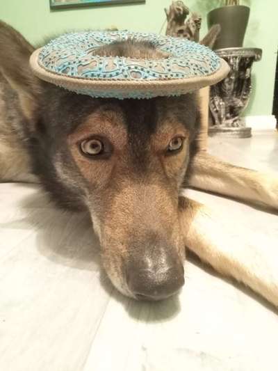 Freddys Kummerkasten-Beitrag-Bild