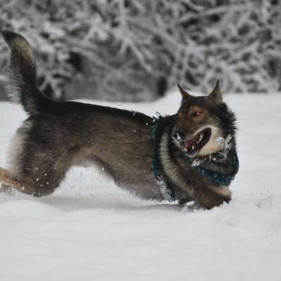 Freddys Kummerkasten-Beitrag-Bild