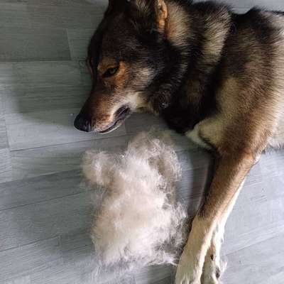 Freddys Kummerkasten-Beitrag-Bild