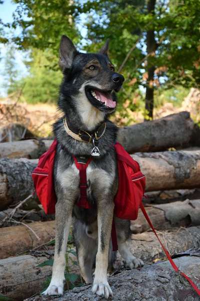 Wandergeschirr für Hunde-Beitrag-Bild