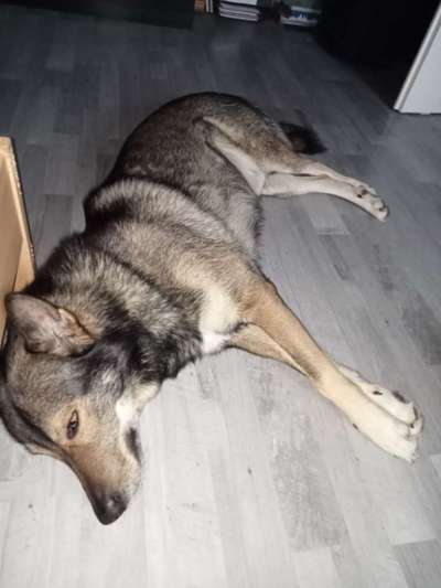 Freddys Kummerkasten-Beitrag-Bild