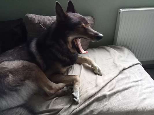 Freddys Kummerkasten-Beitrag-Bild