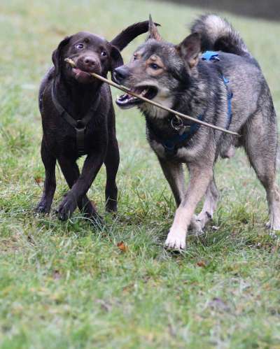 Wenn große Hunde und kleine Hunde wild toben...-Beitrag-Bild