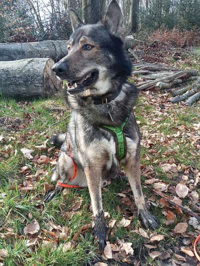 Freddys Kummerkasten-Beitrag-Bild