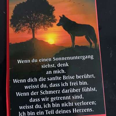 Freddys Kummerkasten-Beitrag-Bild