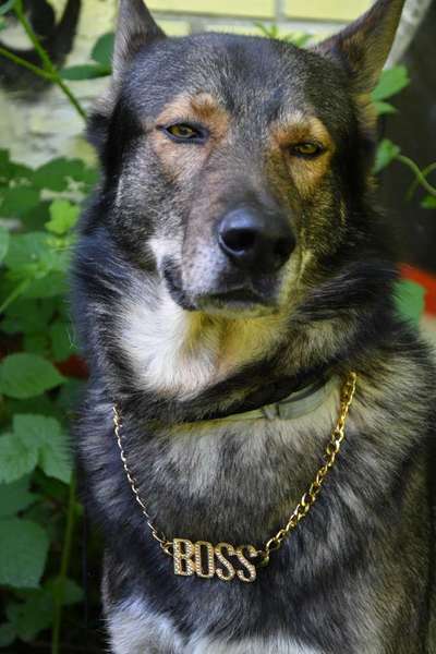 149. Foto Challenge: Wer ist hier der Boss!-Beitrag-Bild