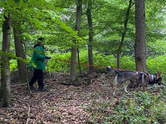 Mantrailing-Beitrag-Bild