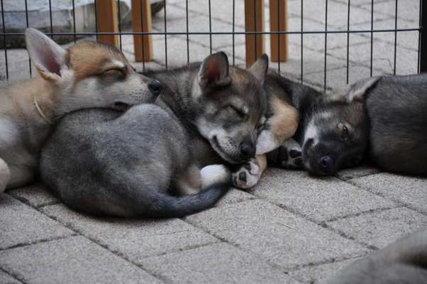 Freddys Kummerkasten-Beitrag-Bild