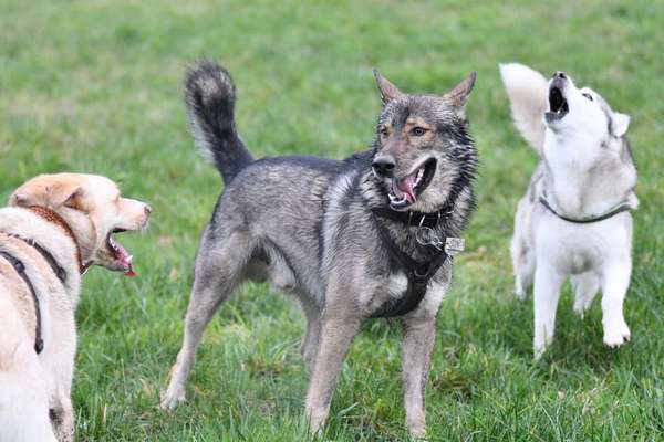 Welche Hunderasse-Beitrag-Bild