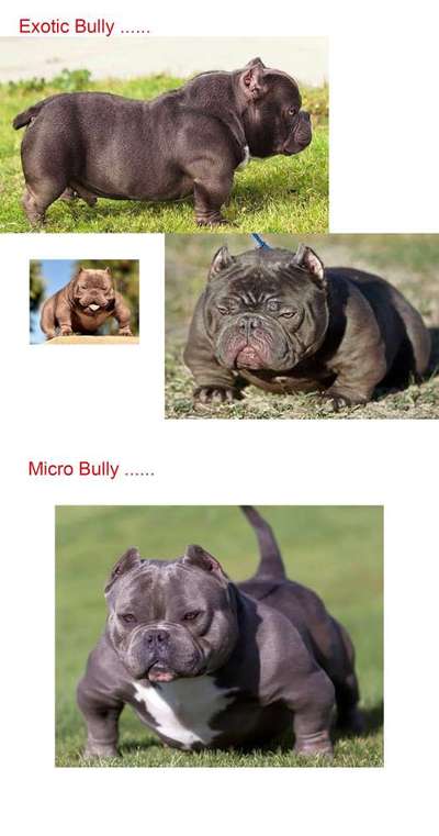 Brachycephale Hunderassen-Beitrag-Bild