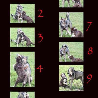 "Hund trainiert Hund" ; Austausch und Trainingspartner Suche/Angebote-Beitrag-Bild