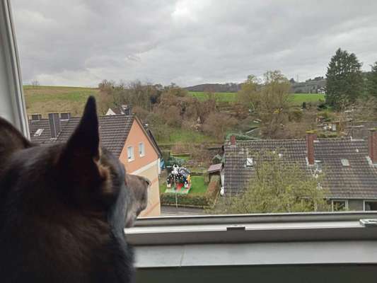 Freddys Kummerkasten-Beitrag-Bild