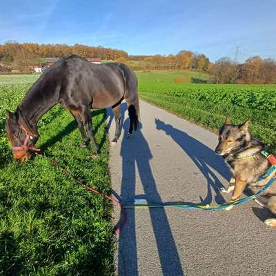 Freddys Kummerkasten-Beitrag-Bild