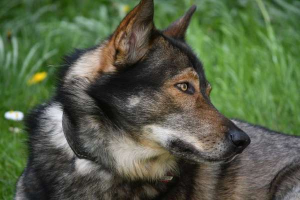 Freddys Kummerkasten-Beitrag-Bild