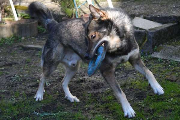 Freddys Kummerkasten-Beitrag-Bild