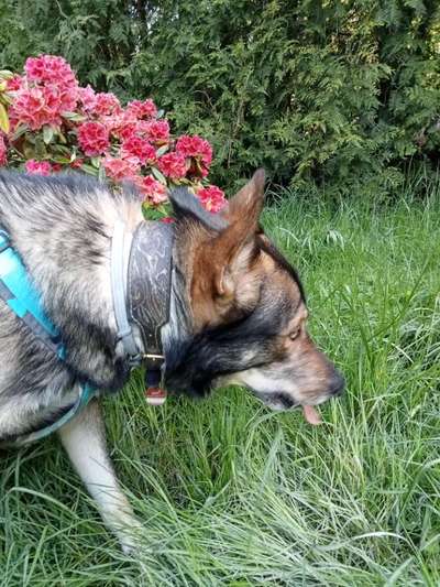 Freddys Kummerkasten-Beitrag-Bild