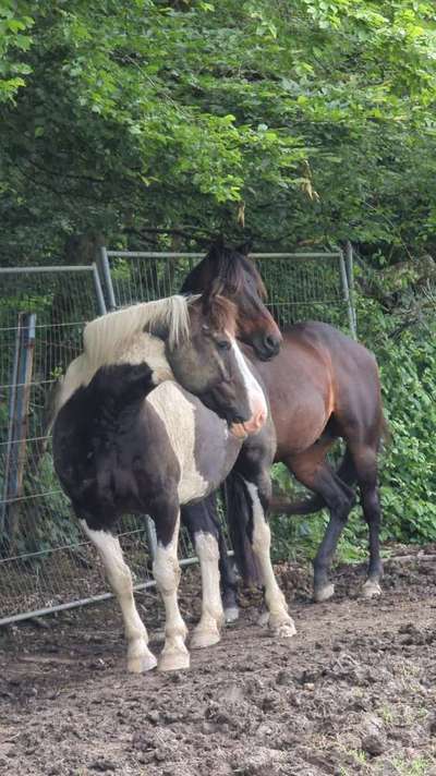 Freddys Kummerkasten-Beitrag-Bild