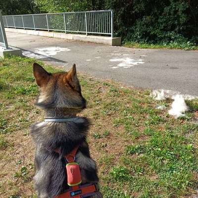 tractive doc6 tracker schnell wechseln-Beitrag-Bild