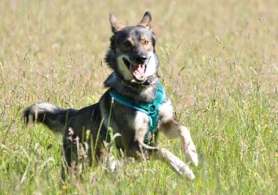 Dein Hund im Dogorama-Kalender 2021-Beitrag-Bild