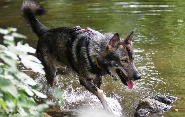 Dein Hund im Dogorama-Kalender 2021-Beitrag-Bild