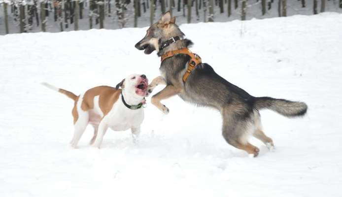 Dein Hund im Dogorama-Kalender 2021-Beitrag-Bild
