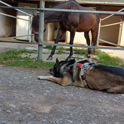 Freddys Kummerkasten-Beitrag-Bild