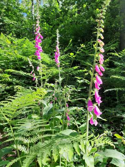 Wunderschöne aber auch "giftige Natur"...Sammeltread, für Giftpflanzen möglichst mit  (eigenem) Foto-Beitrag-Bild