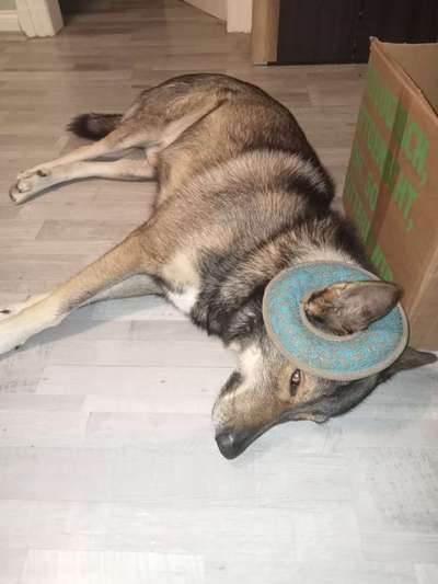 Freddys Kummerkasten-Beitrag-Bild