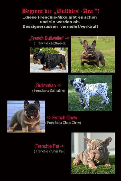 Qualzucht - Warum Aufklärung alleine nicht reicht-Beitrag-Bild