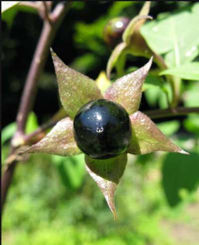 Dunkle Beeren-Beitrag-Bild