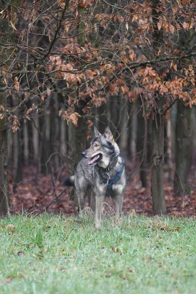 Vermeintliche Hunderassen-Beitrag-Bild