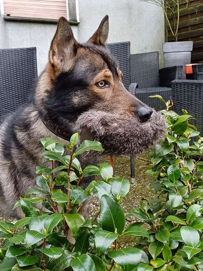Hat euer(e) Hund(e) Lieblingsspielzeug, das er/sie seit Jahren hat ?-Beitrag-Bild