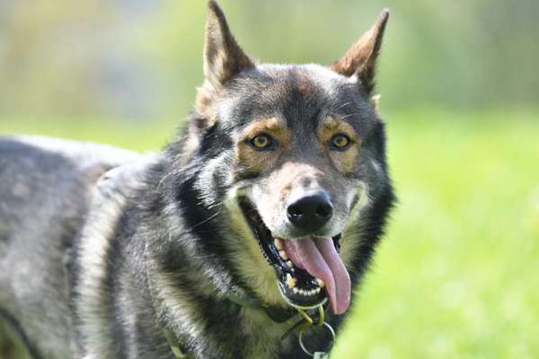 Hunde Porträt (Portrait) Galerie....-Beitrag-Bild