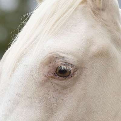 Allergie / kahle Stellen / linearer Fellverlust-Beitrag-Bild