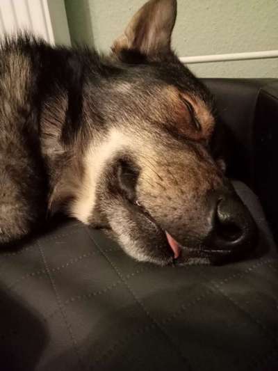 Hunde Porträt (Portrait) Galerie....-Beitrag-Bild